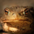 Abstract portrait of common brown frog Royalty Free Stock Photo