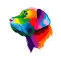 Abstract portrait of the head of a Labrador retriever from multicolored paints. Dog muzzle Royalty Free Stock Photo