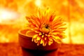 Abstract Potted Flower 3 Royalty Free Stock Photo