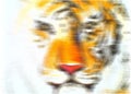 Tiger background for interior