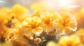 abstract Primrose flower background, closeup with soft focus and sunlight, photo by Generative AI Royalty Free Stock Photo