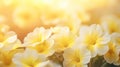 abstract Primrose flower background, closeup with soft focus and sunlight, photo by Generative AI Royalty Free Stock Photo