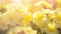 abstract Primrose flower background, closeup with soft focus and sunlight, photo by Generative AI Royalty Free Stock Photo