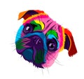 Abstract pug head portrait from multicolored paints. Colored drawing. Puppy muzzle portrait, dog muzzle