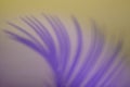 Abstract purple feather on yellow background Royalty Free Stock Photo