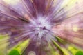 Abstract background with zoom  effect of lilac flowers Royalty Free Stock Photo