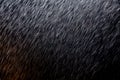 Abstract rain texture background. background rain in night light Royalty Free Stock Photo