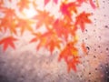 Abstract raindrop on autumn leave