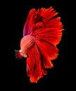 Abstract red beautiful tail of fish Royalty Free Stock Photo