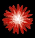 Abstract red 3d flower isolated on black background Royalty Free Stock Photo