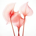 Abstract Red Drawing With Three Plants - Inspired By Nick Veasey And Dansaekhwa