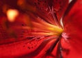 Abstract red Flower