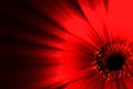 Abstract Red Flower Royalty Free Stock Photo