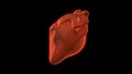 Abstract red heart beating and spinning isolated on black background. Animation. Slow rotation of the red human heart