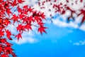 Abstract red maple leaves and blue sky background, Autumn background