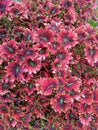 abstract red miana leaves & x28;Coleus atropurpureus& x29; background