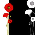 Abstract red poppy on black and white background