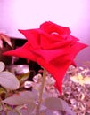 Abstract red rose blooming on a brightly beautiful plant with pale pink white background blur.