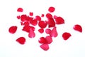 Abstract of red rose petals isolated on a white background Royalty Free Stock Photo