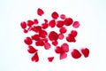 Abstract of red rose petals isolated on a white background Royalty Free Stock Photo