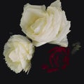 Red and white roses on black background