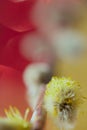 Abstract red yellow background. Blurred willow flowers background. Tender natural background. Willow kittens. Palm Sunday Royalty Free Stock Photo