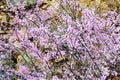 Abstract - Redbud blooms against a rock cliff. Royalty Free Stock Photo
