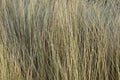 Abstract of reeds or grasses forming textural pattern