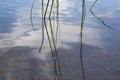 Abstract reeds on water