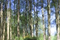 Abstract reflection of forest trees in water