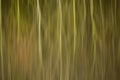 Abstract reflection of reed beds and trees in still water Royalty Free Stock Photo