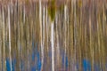 Abstract reflection of trees in a pond Royalty Free Stock Photo
