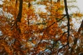 Abstract reflection of trees in water with ripples Royalty Free Stock Photo