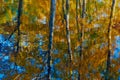 Abstract reflection of trees in water with ripples Royalty Free Stock Photo