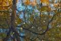 Abstract reflection of trees in water with ripples Royalty Free Stock Photo