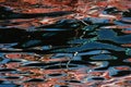 Abstract reflections of colours in water Royalty Free Stock Photo