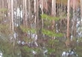 Abstract reflections of pine trees, reflected in Scottish loch