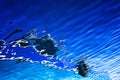 Abstract Reflections on Sea Surface Royalty Free Stock Photo