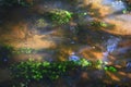 Abstract reflections and water starwort in shallow water