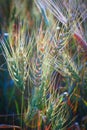 Abstract of ripe barley heads in various colors Royalty Free Stock Photo