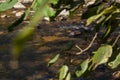 Abstract river creek stream water on rock Rocks texture of stone Royalty Free Stock Photo