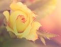 Abstract romantic yellow rose flower with drops.