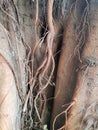 Abstract Roots of big tree, banyan, Ficus benjamina