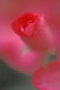 Abstract rose bud Royalty Free Stock Photo