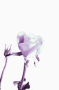 abstract rose bud blooming white two beautiful flowers white background Royalty Free Stock Photo