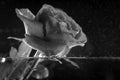 Abstract rose flower with water drops on black background. Black and white Royalty Free Stock Photo