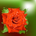 Abstract rose on green background. Royalty Free Stock Photo