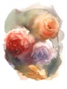 Abstract Roses Watercolor Flowers Illustration Hand Painted