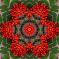 Abstract rowan ashberry and leaves on the wooden background .kaleidoscope designs