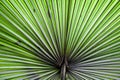 Abstract Ruffled Fan Palm Plant Background